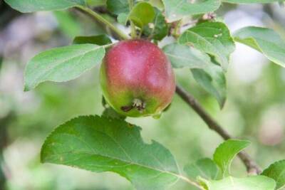 Что положить в лунку при посадке яблони осенью на даче: дедовский секрет - skuke.net