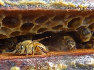 Китайские пчелы используют особый сигнал для предупреждения о нападении шершней - polit.ru - Китай - Гонконг - Индия - Вьетнам - Таиланд - Лаос