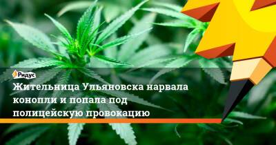 Жительница Ульяновска нарвала конопли и попала под полицейскую провокацию - ridus.ru - Россия - Ульяновск - Ульяновская