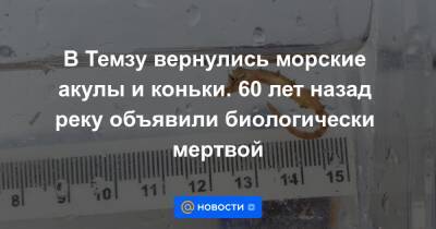 В Темзу вернулись морские акулы и коньки. 60 лет назад реку объявили биологически мертвой - news.mail.ru - Лондон