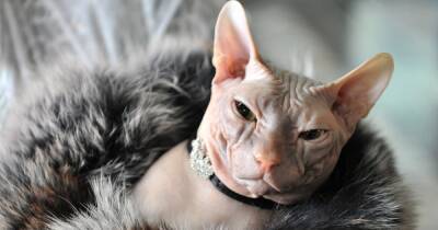 Самый "голый" кот. Эксперты рассказали, как спасти сфинкса от холода - focus.ua - Украина