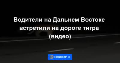 Водители на Дальнем Востоке встретили на дороге тигра (видео) - news.mail.ru - Хабаровск - Владивосток - Уссурийск