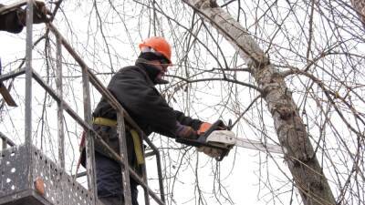 Иван Носков - Сухие деревья вырубят и кронируют в Дзержинске - vgoroden.ru - Дзержинск - Благоустройство