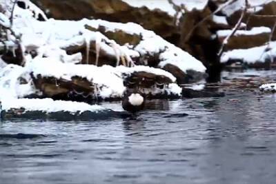 На Урале заметили редкую бегающую под водой птицу - lenta.ru - Челябинская обл.