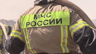 В Ростовской области сотрудник МЧС открыл стрельбу по бездомным собакам - svoboda.org - Ростовская обл. - Новочеркасск