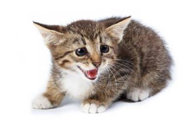 Почему мяукают кошки? - skuke.net