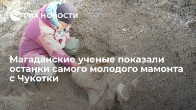 Магаданские ученые показали останки самого молодого мамонта с континентальной Чукотки - ria.ru - Россия - респ. Саха - Магадан - Чукотка - Таймыр