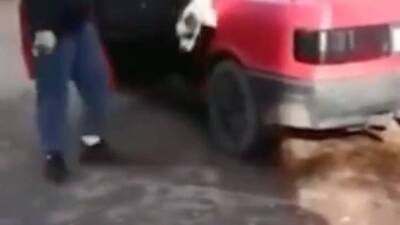 Появилось видео нападения собаки на женщину в Мытищах - vm.ru - Московская обл. - Московская область