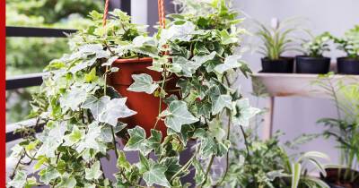 Живая стена: какие вьющиеся растения можно выращивать дома - profile.ru