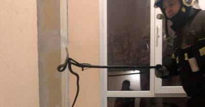 В подъезде жилого дома в Москве поймали ужа - ren.tv - Москва