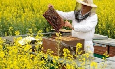 Пчеловодам начислили 240 млн гривен бюджетной дотации - hubs.ua - Украина