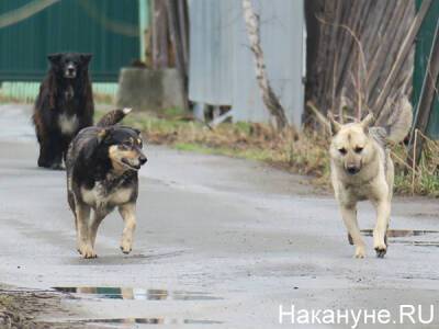 Уралец заплатит 50 тысяч покусанному его собакой ребенку - nakanune.ru - Туринск