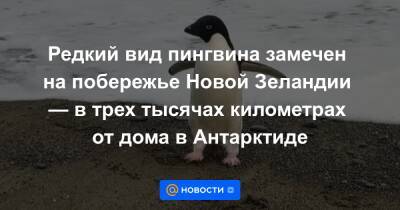 Редкий вид пингвина замечен на побережье Новой Зеландии — в трех тысячах километрах от дома в Антарктиде - news.mail.ru - Франция - Новая Зеландия - Антарктида