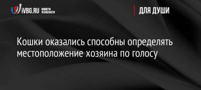 Кошки оказались способны определять местоположение хозяина по голосу - ivbg.ru - Россия - Украина - Япония