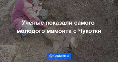 Ученые показали самого молодого мамонта с Чукотки - news.mail.ru - Россия - Магадан - Чукотка