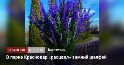 В парке Краснодар «расцвел» зимний шалфей - kubnews.ru - Краснодар - Благоустройство
