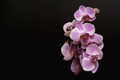 Никогда не повторяйте этих ошибок в уходе за орхидеей: советы хозяйкам, которые не хотят выбросить цветок - skuke.net