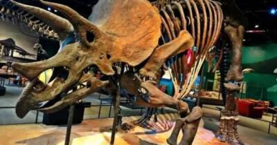 На парижском аукционе продали скелет самого большого динозавра-трицератопса за 6,65 млн евро - skuke.net - США - Италия - Париж - штат Южная Дакота