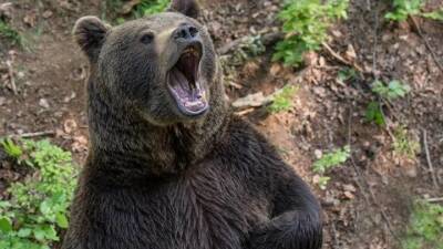Вынесли из сарая все, что могли: медведей перепутали с ворами - vesti.ru - Россия - Ленинградская обл. - Приморье край - Владивосток