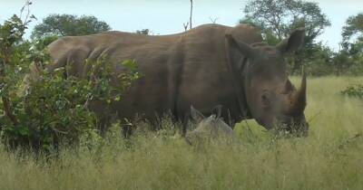 NFT с рогом носорога продали на аукционе почти за $7 тысяч ради защиты животных (фото) - focus.ua - Украина - Франция - Юар - Кейптаун