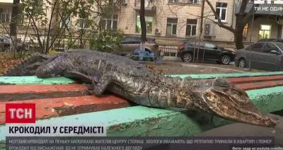 В Киеве на цветочной клумбе нашли тушку мертвого крокодила - lenta.ua - Украина - Киев