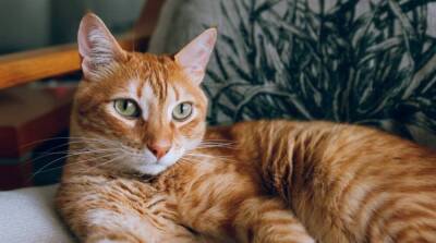 5 вещей, которых кошки терпеть не могут - skuke.net