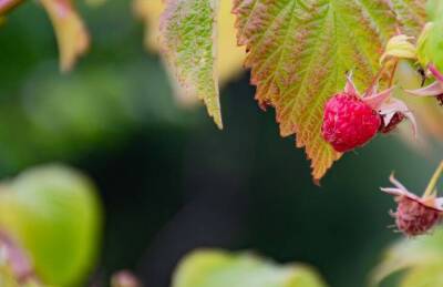 Почему желтеют листья у малины: опытные садоводы озвучили возможные причины - skuke.net