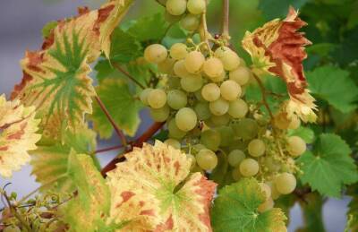 Чем обработать виноград, чтобы защитить его от вредителей: секреты опытных огородников - skuke.net