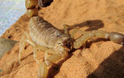 В Египте курортный город заполонили скорпионы: есть жертвы - korrespondent.net - Украина - Египет