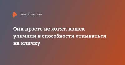 Они просто не хотят: кошек уличили в способности отзываться на кличку - ren.tv