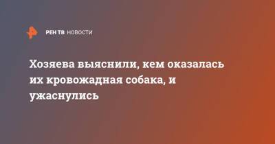 Перу - Хозяева выяснили, кем оказалась их кровожадная собака, и ужаснулись - ren.tv - Лима