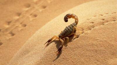 В Египте нашествие скорпионов, есть смертельные случаи - lenta.ua - Украина - Египет