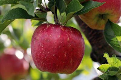 Чем подкормить яблоню на зиму, чтобы лучше плодоносила - skuke.net