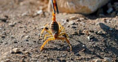 В Египте от укусов скорпионов погибли 3 человека, и 450 пострадали - focus.ua - Украина - Египет