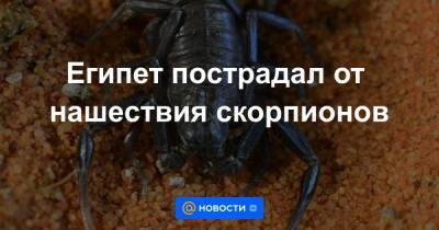 Анна Лысенко - Египет пострадал от нашествия скорпионов - news.mail.ru - Египет