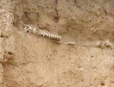 В Крыму на пляже туристы нашли в песке человеческие кости - bloknot.ru - Крым - район Черноморский