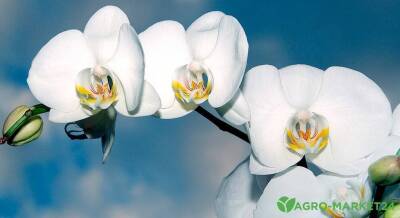 Лучшие удобрения для орхидей - skuke.net