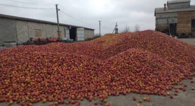 Проще выбросить, чем продать: фермеры решили оставить урожай яблок на удобрение - politeka.net - Украина