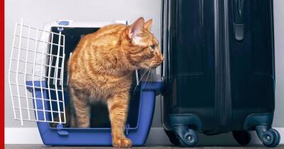 Коты-путешественники: 5 пород, которые легко переносят поездки - profile.ru