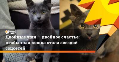 Двойные уши — двойное счастье: необычная кошка стала звездой соцсетей - ridus.ru - Турция
