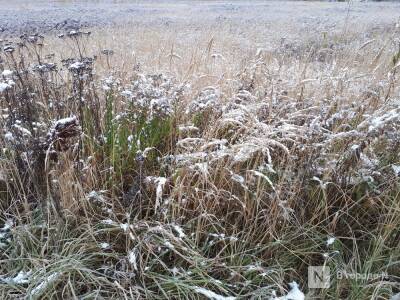 Двух нижегородцев оштрафовали за заросшие земельные участки - vgoroden.ru - Нижегородская обл. - респ. Марий Эл - район Дальнеконстантиновский - Россельхознадзор