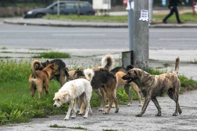 В Петербурге отловят 1200 бездомных животных за 17 млн рублей - ivbg.ru - Украина - Санкт-Петербург - Петербург