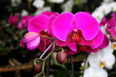 Как правильно поливать орхидею дома: непростительные ошибки хозяек - skuke.net