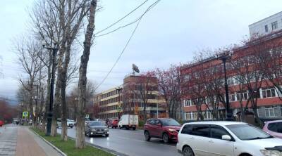 Сахалинским провайдерам грозят штрафы за кабели на деревьях - sakhalin.info - Южно-Сахалинск