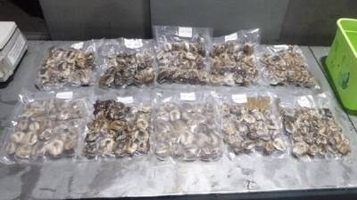 На Урале нашли шесть кило незаконной струи кабарги (ФОТО) - newdaynews.ru - Россия - Китай - Иркутская обл. - респ.Бурятия - Корея