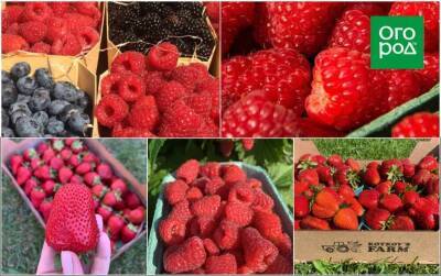 Как вырастить вкусную ягоду? Секретами делится хозяйка ягодной фермы - skuke.net