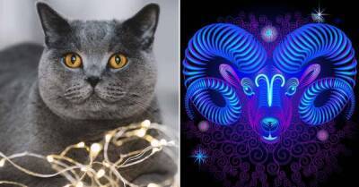 Порода кошек, которая идеально подходит тебе по знаку зодиака - skuke.net