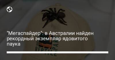 "Мегаспайдер": в Австралии найден рекордный экземпляр ядовитого паука - liga.net - Украина - Австралия