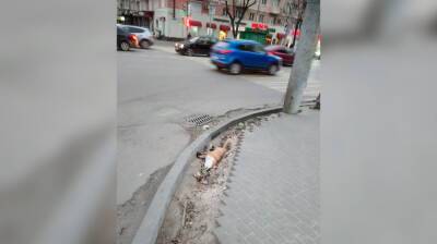На остановке в центре Воронежа нашли труп лисы - vestivrn.ru - Воронеж - Воронежская обл.
