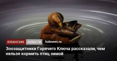 Зоозащитники Горячего Ключа рассказали, чем нельзя кормить птиц зимой - kubnews.ru